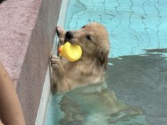 -帕帕拉兹宠物(亚洲旗舰店)