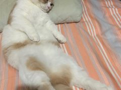 -美联众合爱康动物医院•复杂内科•肿瘤科•牙科•腔镜诊疗中心