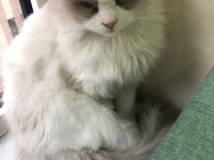 -鼓捣猫呢主题猫咖店