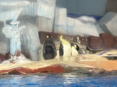 -海合安武汉极地海洋公园