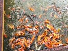 -揭东万竹园旅游景区