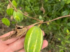 -樱桃山旅游景区
