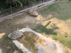 -广东惠东海龟国家级自然保护区