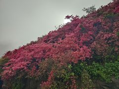 -木兰云雾山
