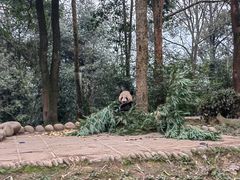 -中国大熊猫保护研究中心雅安碧峰峡基地