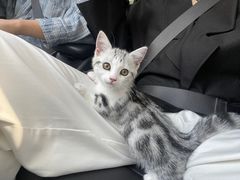-欣宠猫屋·矮脚拿破仑·蓝金金渐层