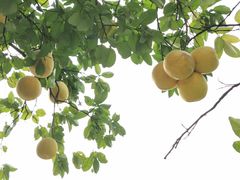 -华雅花园大酒店