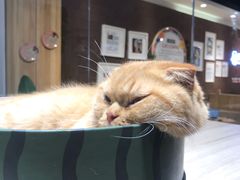 -藏猫猫咖啡主题馆(中央大道店)