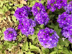 -国家植物园南园