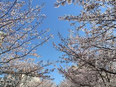 -高东镇樱花园
