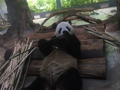 -海南热带野生动植物园