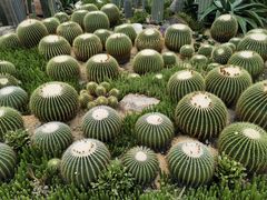 -中国科学院华南植物园