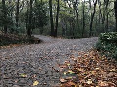 -灵谷景区