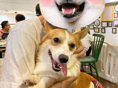 -柯斗斗主题餐厅·狗咖·围炉煮茶·茶饮(国瑞升平里店)