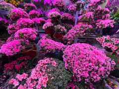 -花鸟鱼虫鲜花绿植市场(玉泉路店)