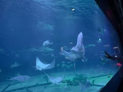 -烟台海昌鲸鲨海洋公园