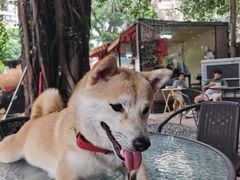 -柴犬高等学院·狗咖·柴犬售卖·宠物训练