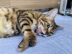 -爱侣宠医·鹦鹉专科·小型哺乳类·异宠专科(灵石路店)