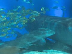 -福州罗源湾海洋世界旅游区