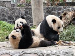 -都江堰中华大熊猫苑