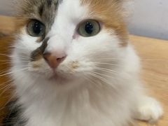 -是阿柴呀！柴犬咖啡·爱喵喵猫咖