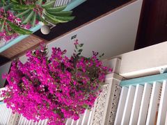 三亚凯莱仙人掌度假酒店-三亚亚龙湾凯莱仙人掌度假酒店