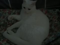 -纳吉亚猫专科动物医院·北北分院