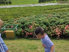 -光明小镇欢乐田园