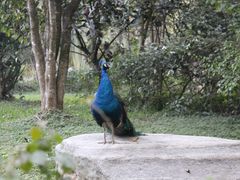 -瑞丽独树成林风景区