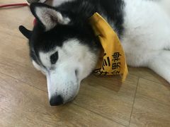 -Husky Go! 哈士奇体验馆·宠物咖啡厅狗咖