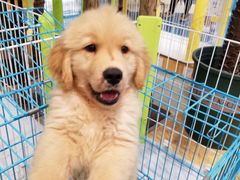 -龟与熊猫宠物公园(南坪店)
