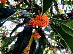 -西湖外事游船(花港观鱼码头)