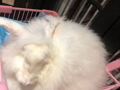 -猫色咖啡·猫咖
