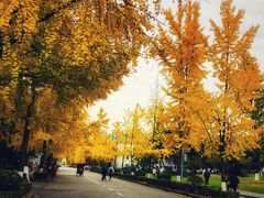-四川大学(望江校区)