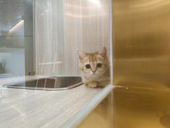-飞行喵MR PILOT|猫舍·猫咖(静安大融城店)