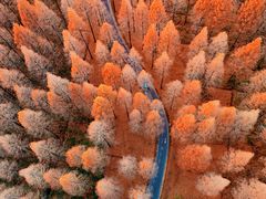 -黄海国家森林公园