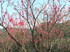 -南国桃园旅游度假区