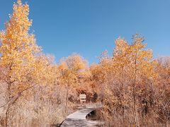 -金塔沙漠胡杨林景区