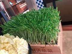 活体豌豆苗-左庭右院鲜牛肉火锅(新梅广场店)