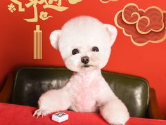 -读宠于你·约克夏比熊·睫角守宫·爬宠售卖(高新店)