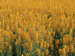 -中国天府农业博览园