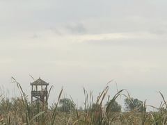 -盐城丹顶鹤湿地生态旅游区