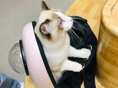 -BABIT巴比特宠物(MOMOPARK店)