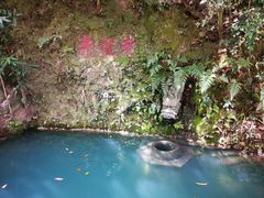 -十八棵（老龙井）御茶园(老龙井店)