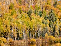 -五营红松林海景区