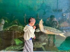 -广东惠东海龟国家级自然保护区
