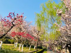-海棠花溪(元大都城垣遗址公园)