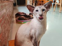 -豆逗聊愈猫阁Easy Life