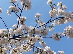 -泰州凤城河风景区-泰山公园