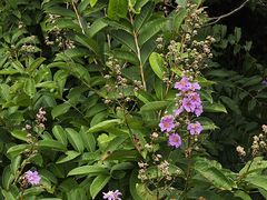 -广州白江湖森林公园